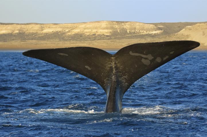 Hotel Dazzler 4* 5 giorno Peninsula Valdes Inte ra gio rnata de dicata alla visita de lla Pe niso la di Valde s, una rise rva naturalistica po po lata da dive rse spe cie di ucce lli, le o ni e d e