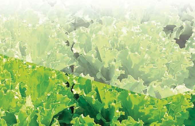 Soluzioni integrate Per un controllo sostenibile della sclerotinia, scegli le soluzioni integrate di Bayer: una linea completa di agrofarmaci