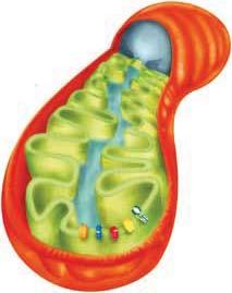 Fluopyram (inibitore della Succinato Deidrogenasi) e Trifloxystrobin (inibitore della Fumarato Deidrogenasi) agiscono sulla catena