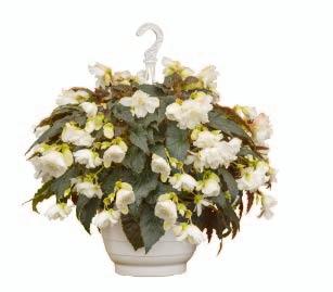 Begonia tuberhybrida gruppo PADANA 157 Begonia unica, semiricadente Fiori grandi doppi Ottima