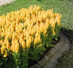 160 gruppo PADANA Campanula - Celosia