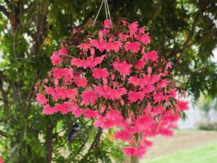150 gruppo PADANA Begonia x boliviensis RICADENTE Hanging
