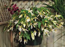 calor 00 42 02 SANTA BARBARA Bianco / White Begonia