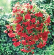 cascade de fleurs grandes