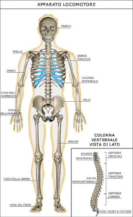 L'APPARATO SCHELETRICO Lo scheletro è l'impalcatura sulla quale si regge il nostro corpo; è costituto da poco più di duecento ossa, che in vario modo si articolano tra loro e, grazie anche