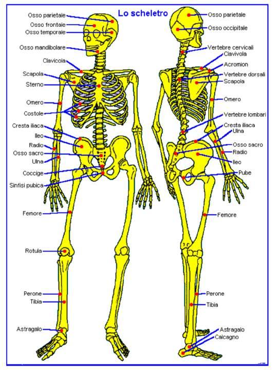 Le ossa Costituite da calcio e fosforo, rappresentano la struttura più dura e resistente dell'organismo umano.