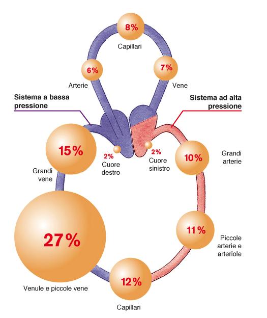 Pr ressione (mmhg) 140 120 100 80 60 40 20 7 * P V Arterie: sistema ad alta pressione Volume (ml) V P 500 1000 1500 2000 2500 3000 3500 * Vene: sistema a