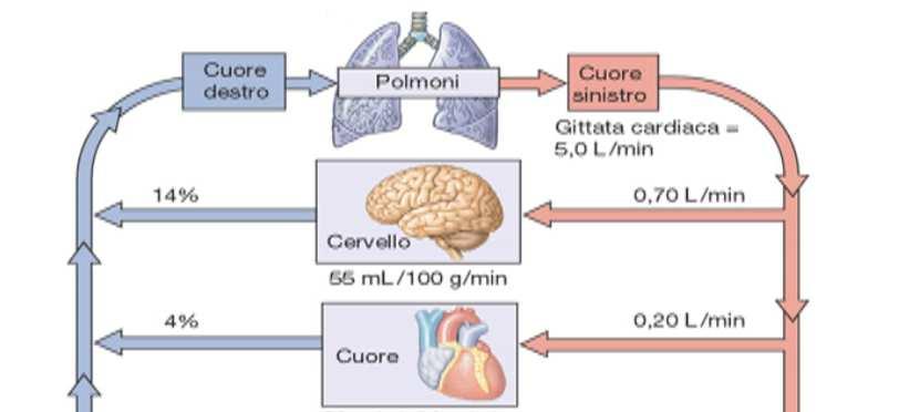 Cuore destro Polmoni 100% 100% Cuore Cervello Muscolo 100% R 4% R 14% 21%