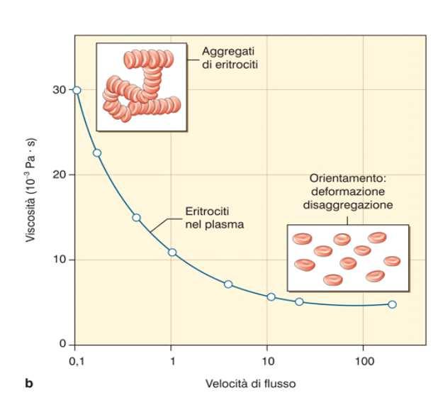 Nelle condizioni di stasi circolatoria η = R Deformabilità eritrociti aumentata in alcalosi e ridotta in acidosi viscosità per accumulo assiale permette mantenimento fluidità sangue anche con
