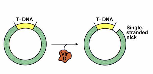 Funzione dei geni vir virg - promuove la trascrizione di altri geni vir, legandosi a sequenze specifiche dei promotori dei geni vir vird2- è una