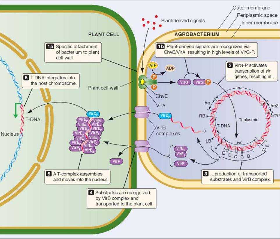 Sito specifico di ajacco dell agrobajerio Il T- DNA si integra nel genoma della cellula vegetale Cellula vegetale Sostanze vola.li prodoje dalle piante membrana esterna spazio periplama.