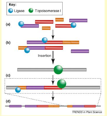 L inserzione del transgene nel genoma della pianta avviene mediante ricombinazione non omologa in punti del DNA che