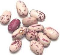 vicilina, proteine di riserva del seme di leguminose Rubisco, proteina della fotosintesi