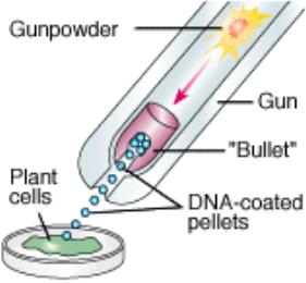 Trasformazione genetica delle piante : metodo biolistico Piccole sfere metalliche coperte da DNA