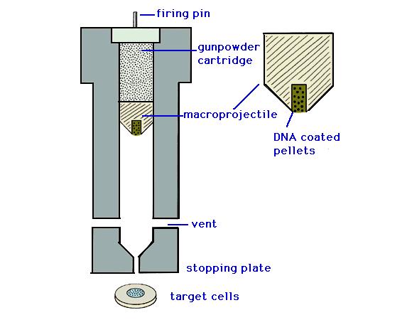 Accelerazione dei macroproiettili ed entrata dei microproiettili all interno della cellula vegetale Tessuti