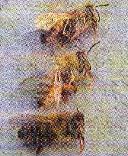 parte dei pesticidi, è la presenza di grandi quantità di api morte,