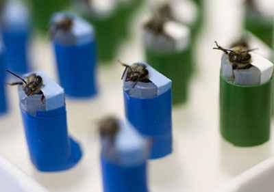 Effetti dei pesticidi sulle api Effetti sulla capacità di