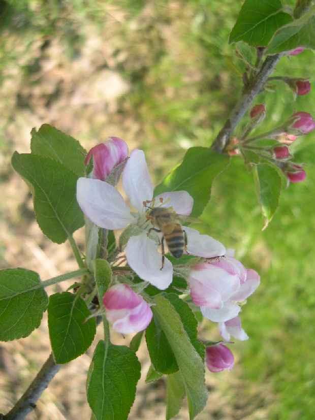 Effetti dei pesticidi sulle api Effetti sull attività di bottinamento Dosi di 20 ppb di imidacloprid riducono l