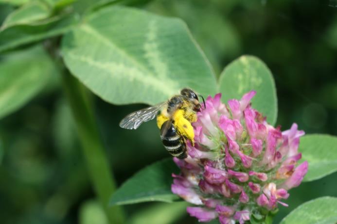 Rinaldo Nicoli Aldini - Maria Cristina Reguzzi Istituto di Entomologia e Patologia vegetale Facoltà di Scienze Agrarie, Alimentari e Ambientali Università