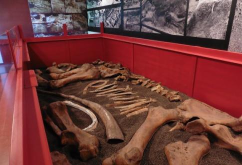 > il Museo di Storia Naturale del Pollino, dove sono presenti i resti fossili di un Elephas antiquus italicus, di un Hippopotamus antiquus e di altri mammiferi, tutti rinvenuti nella Valle del
