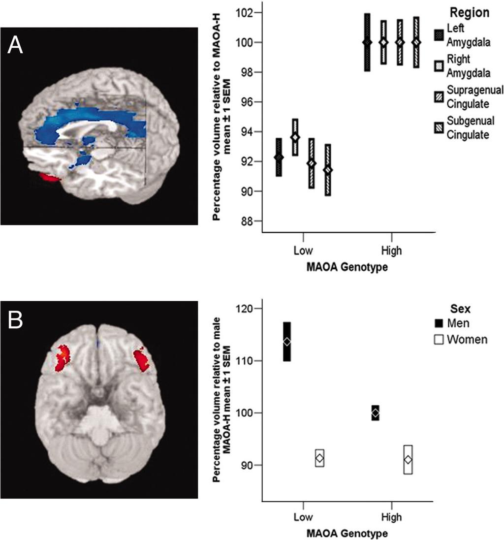 Alterazioni Strutturali Cerebrali negli Individui con Genotipo MAOA-L rispetto a Quelli con MAOA-H!