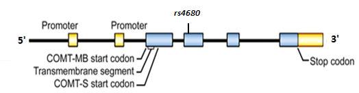 Cathecol O-methyltransferase COMT gene COMT rs4680 G>A GTG Val-158 ATG