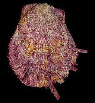 Spondylus gaederopus Linnaeus, 1758 mm