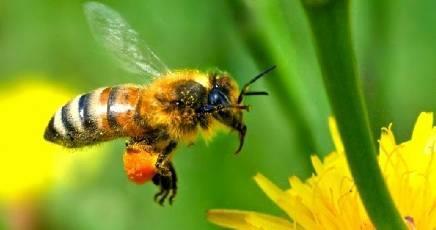 Ape (Apis mellifera) 40