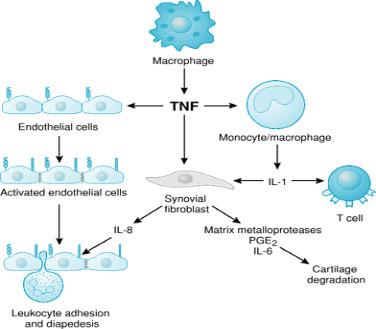 TNF alpha ed interleukine, una chiave nello sviluppo della risposta infiammatoria Maria Margherita Avataneo, Elena Garbarino, Patrizia Dutto Introduzione Tumor necrosis factor-α (TNF-α) è una