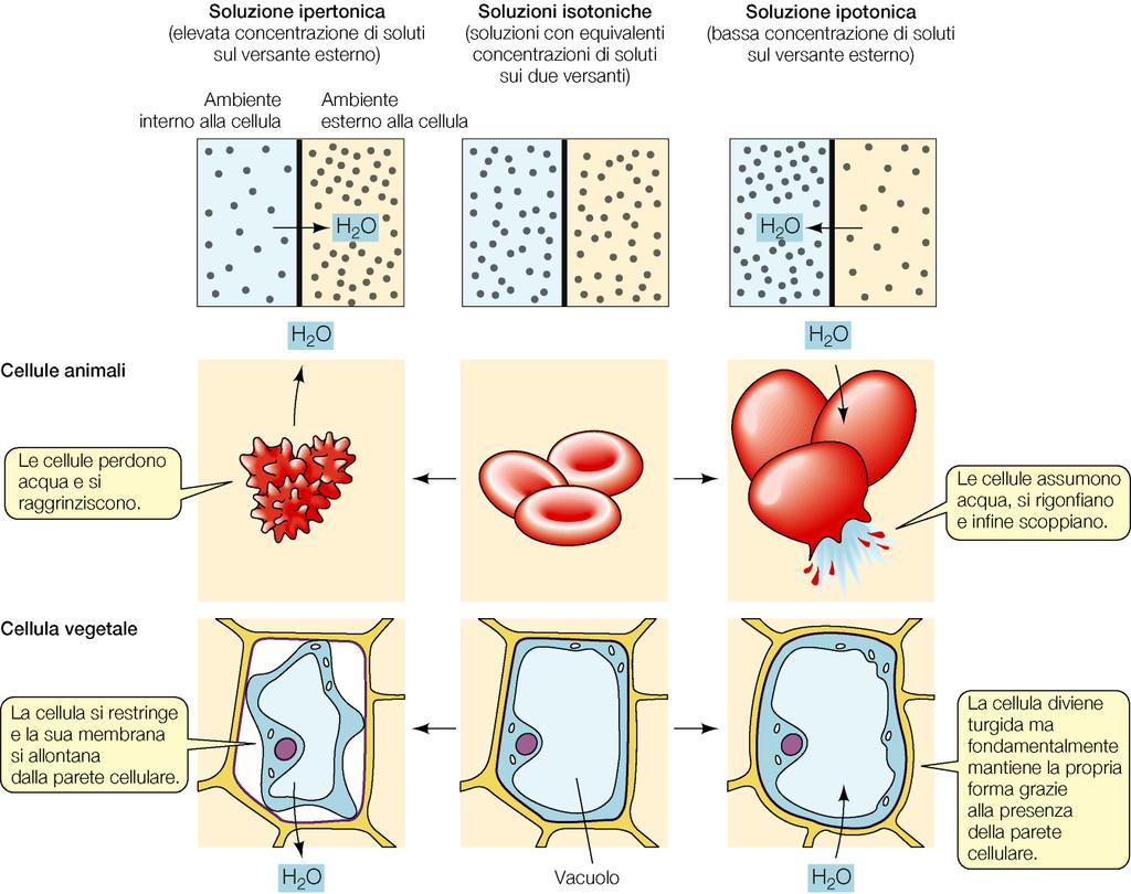 Comportamento di cellule animali e vegetali in soluzioni a diversa
