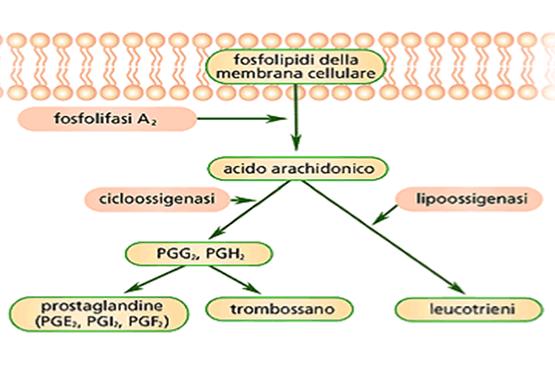 EICOSANOIDI Il danno cellulare associato all'infiammazione agisce a livello di membrana provocando la liberazione degli enzimi lisosomiali da parte dei leucociti e in seguito viene liberato anche