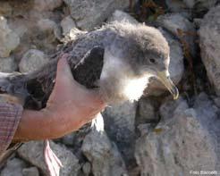 10 IL PROGETTO LIFE NATURA primavera), mentre a Pianosa, da 121 coppie si sono involati 85 giovani. Nello stesso anno il gabbiano corso ha nidificato anche a Gorgona con una piccolissima colonia.