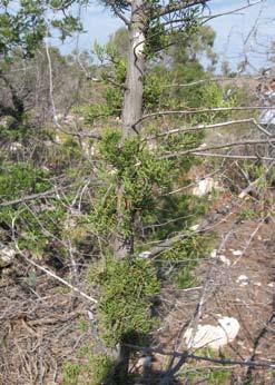 azione. Nell autunno successivo al taglio è stato inoltre effettuato un controllo in tutte le aree d intervento, per eliminare tutte le plantule di pino nate dopo il taglio.