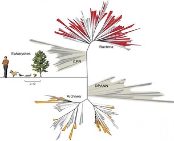 Nel NUOVO ALBERO DELLA VITA l'uomo è relegato a un angolino in fondo, e dei nostri "coinquilini" su questo pianeta non sappiamo quasi nulla.