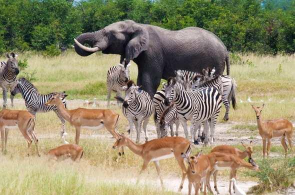 sempre ricorrono quando si immaginano tramonti struggenti, savane a perdita d occhio,