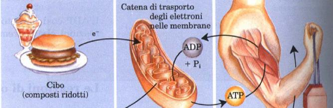 Legge della Termodinamica: Il contenuto energetico dell universo è costante II