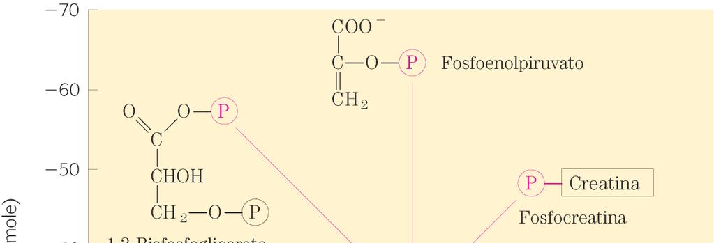 G = - 61,9 kj/mole è l energia liberata dall idrolisi del Fosfoenolpiruvato G = - 49,3 kj/mole