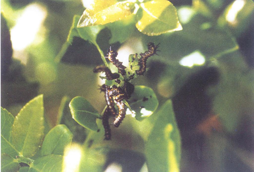 193 RISULTATI Un gruppo di larve di A. europaea (fig. 1) è stato individuato il 12 maggio 1997, nella stazione di controllo in prossimità del Vallone Ciraso, su una pianta di Phillyrea latifolia L.