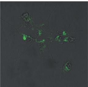 fluorescenza e sua caratterizzazione 2) tudio della selettività nei confronti di diversi cationi in soluzione e allo stato solido 3) tesura della relazione N N H HN intesi organica e