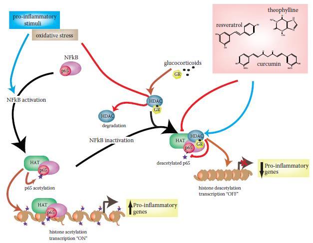 1 1 2 3 3 2 1=glucocorticoidi e fitochimici 2=stimolano HDAC (deacetilazione: gene