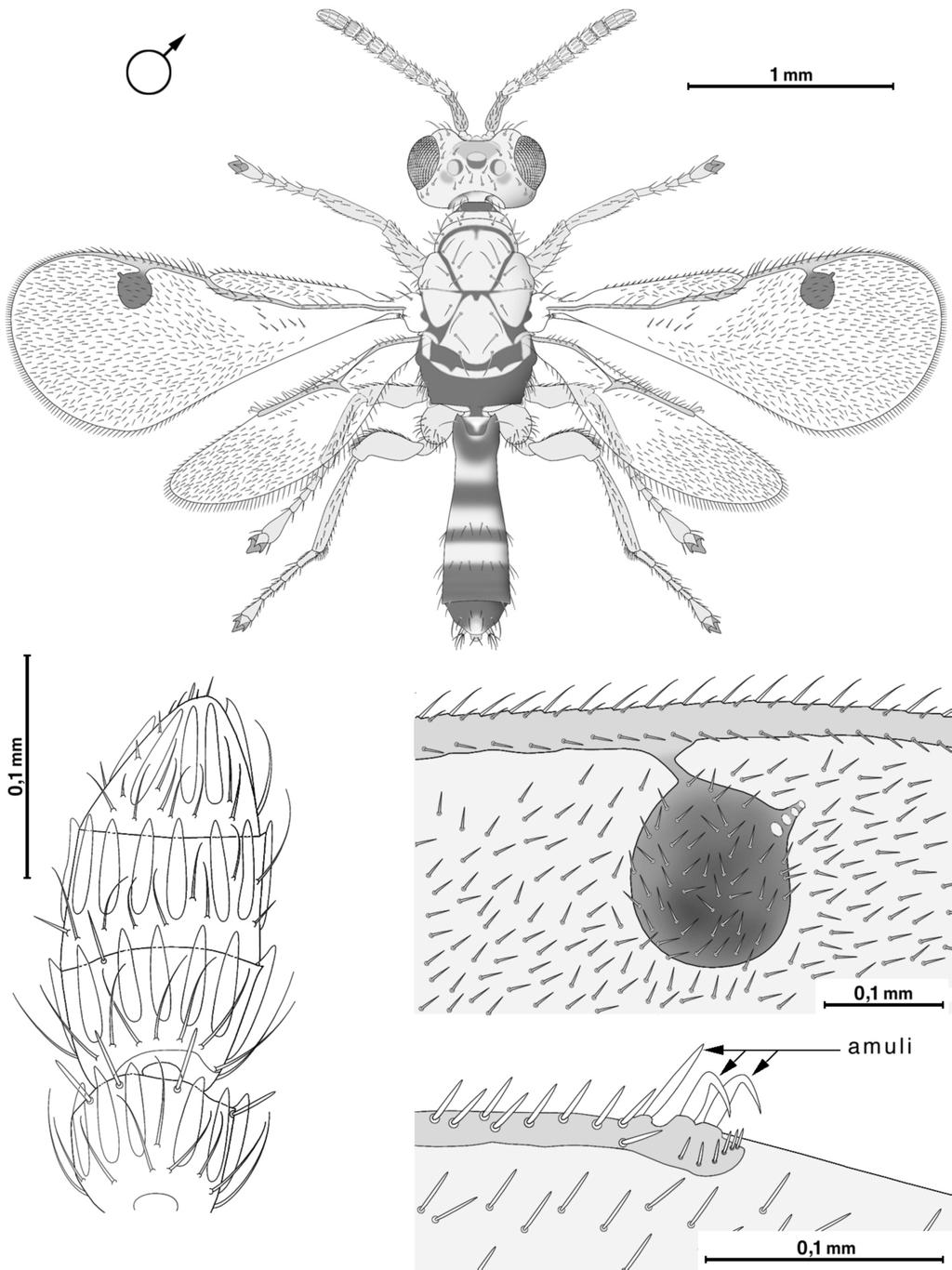 15 Fig. 9 - Megastigmus sp.