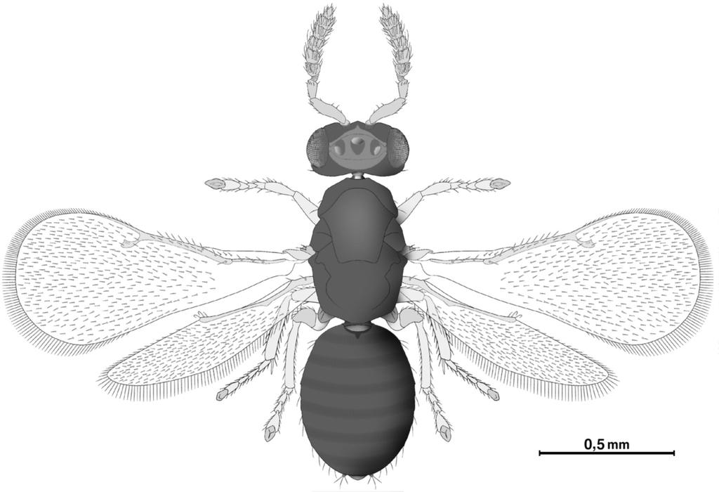 9 Fig. 3 - Leptocybe invasa Fisher & La Salle (Eulophidae): habitus nella femmina. stati ottenuti da campioni di capsule e sono risultati esclusivamente di sesso femminile.