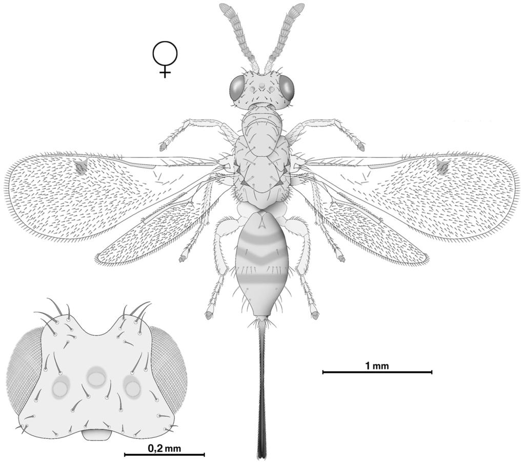 13 Fig. 7 - Megastigmus sp. (Torymidae), habitus nella femmina e dettaglio del capo.