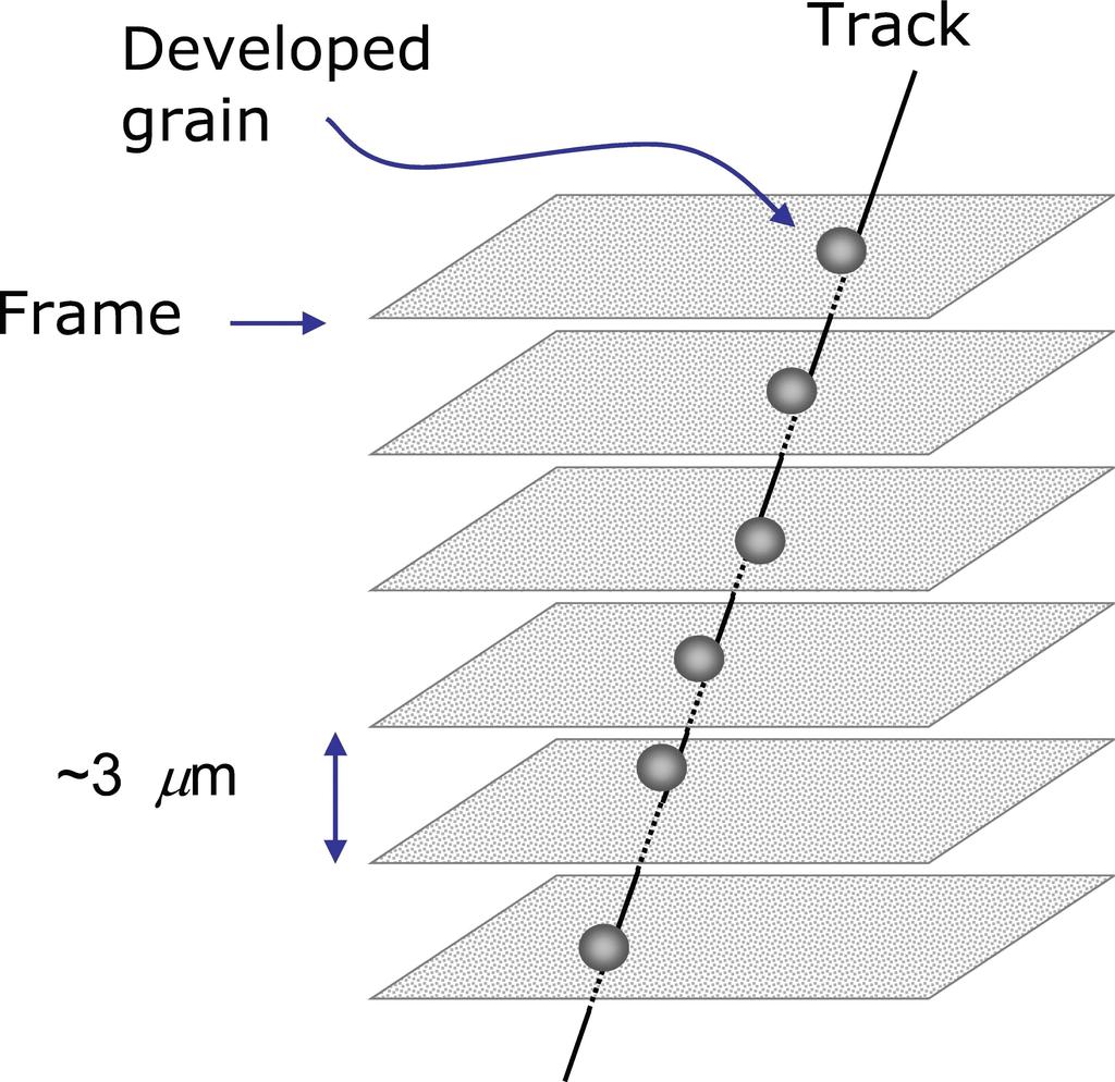 3.3 La meccanica Figura 3.3: Per ogni campo di vista sono acquisiti 15 frames distanziati di 2 3 µm.
