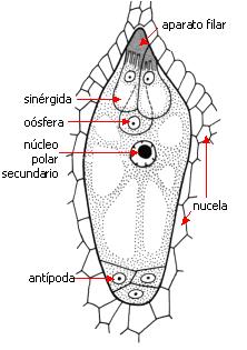 oosfera cellule antipodali nucleo polare