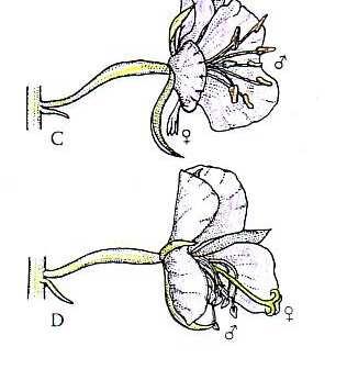 dicogamia: maturazione degli stami e