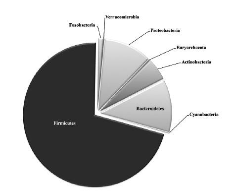 Batterioma intestinale 10-100x10 9 cellule batteriche in ogni intestino 1000-1150 specie