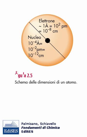 Dimensioni atomiche nel modello di Rutherford Nel nucleo è contenuta praticamente tutta la massa dell'atomo, cioè i protoni ed i neutroni (questi ultimi furono solo previsti da Rutherford) e le sue