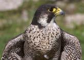 Cassetta per falco pellegrino Staffa di supporto accessoria PROTEZIONE DEGLI UCCELLI SUGLI EDIFICI Il falco pellegrino: uno straordinario giramondo.