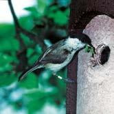 domestico, pipistrelli.» Foro di involo di 26 mm Occupanti Cinciarella, cincia bigia, cincia mora e cincia dal ciuffo, eventualmente scricciolo comune.